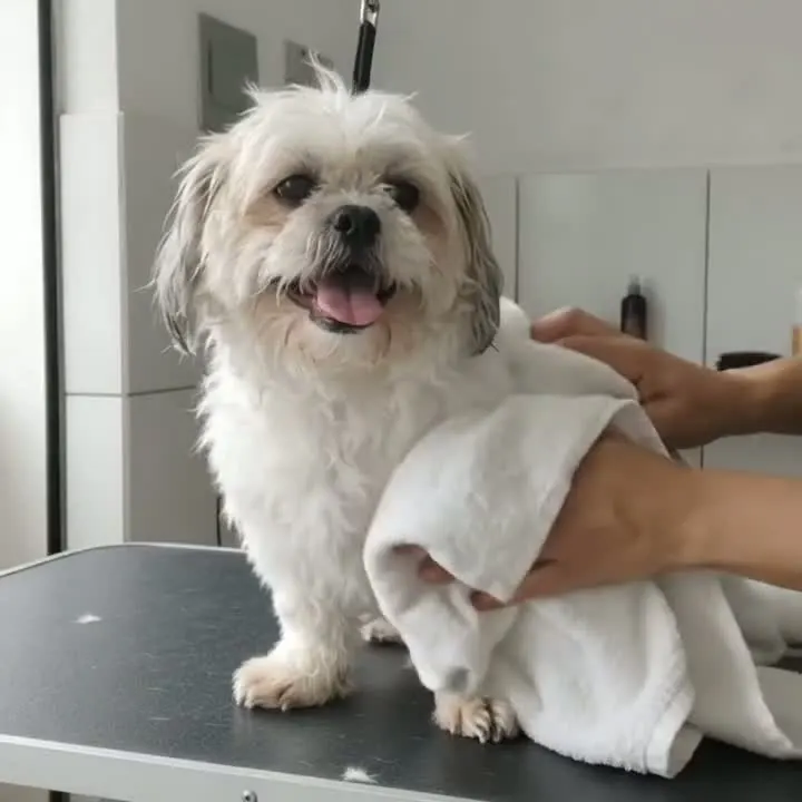 Shih tzu envolvido em uma toalha depois do banho